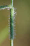 Hairy umbrella sedge